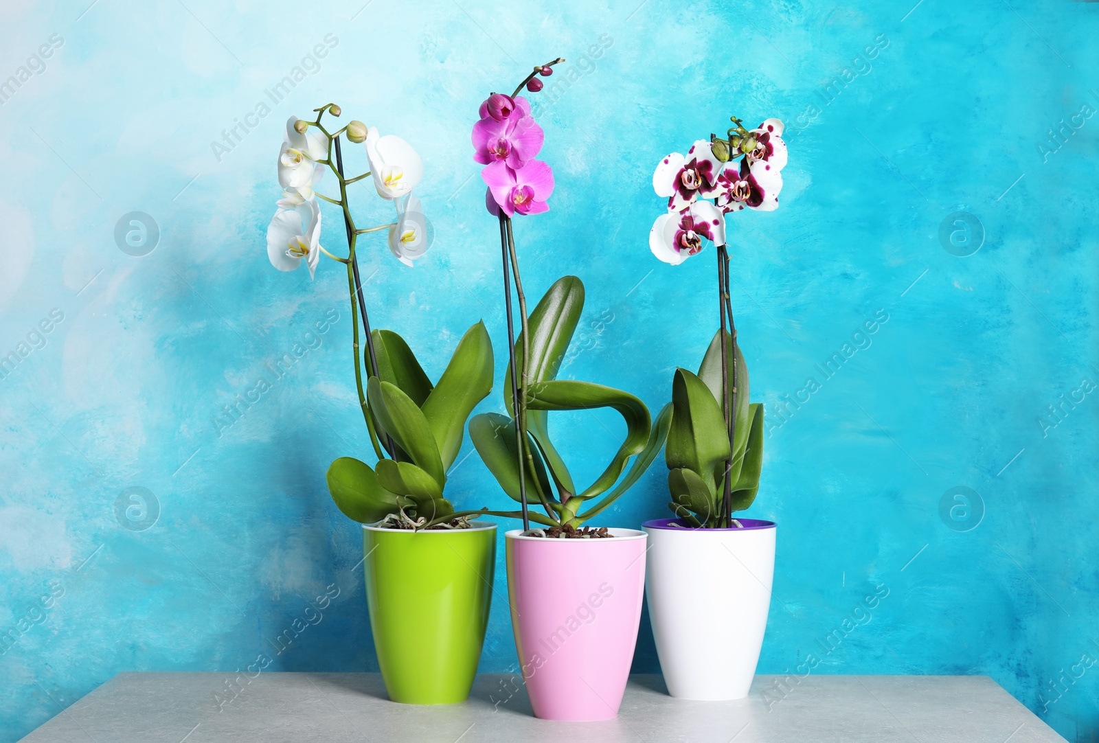 Photo of Beautiful tropical orchid flowers in pots on table near color wall