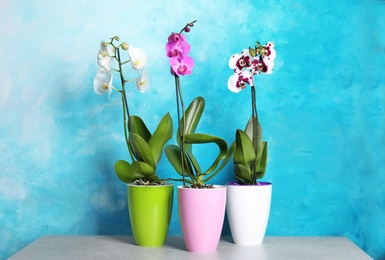 Photo of Beautiful tropical orchid flowers in pots on table near color wall