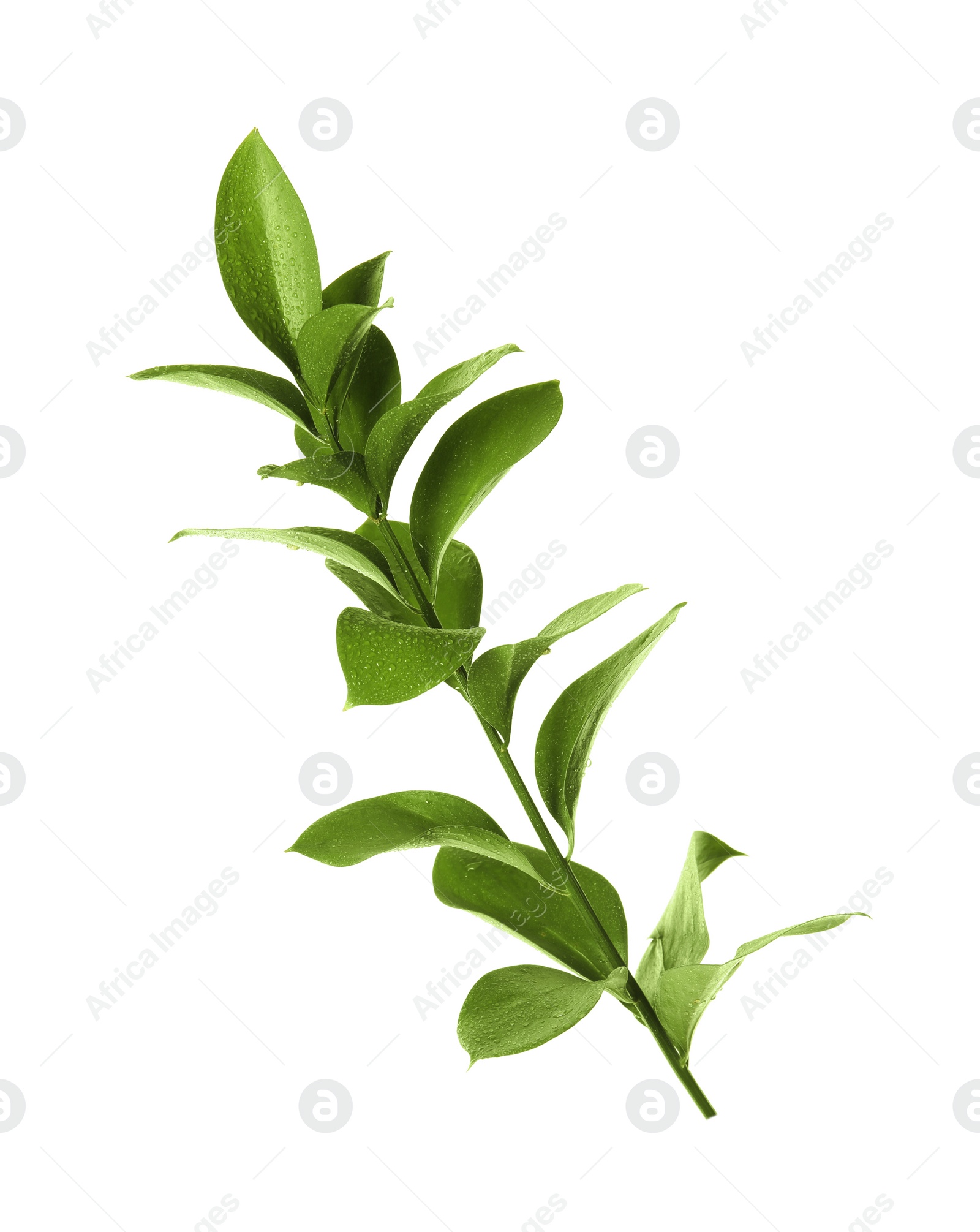 Photo of Branch with fresh green Ruscus leaves on white background