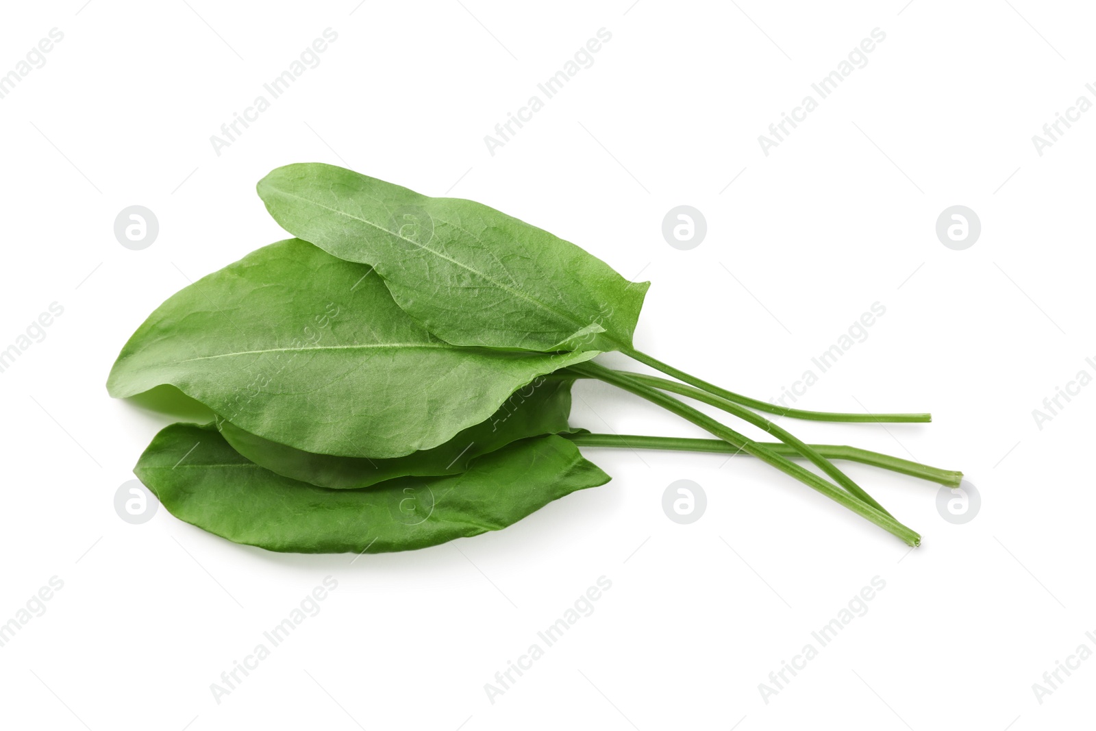 Photo of Bunch of fresh green sorrel leaves on white background, above view