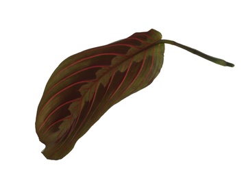 Photo of Leaf of tropical maranta plant on white background