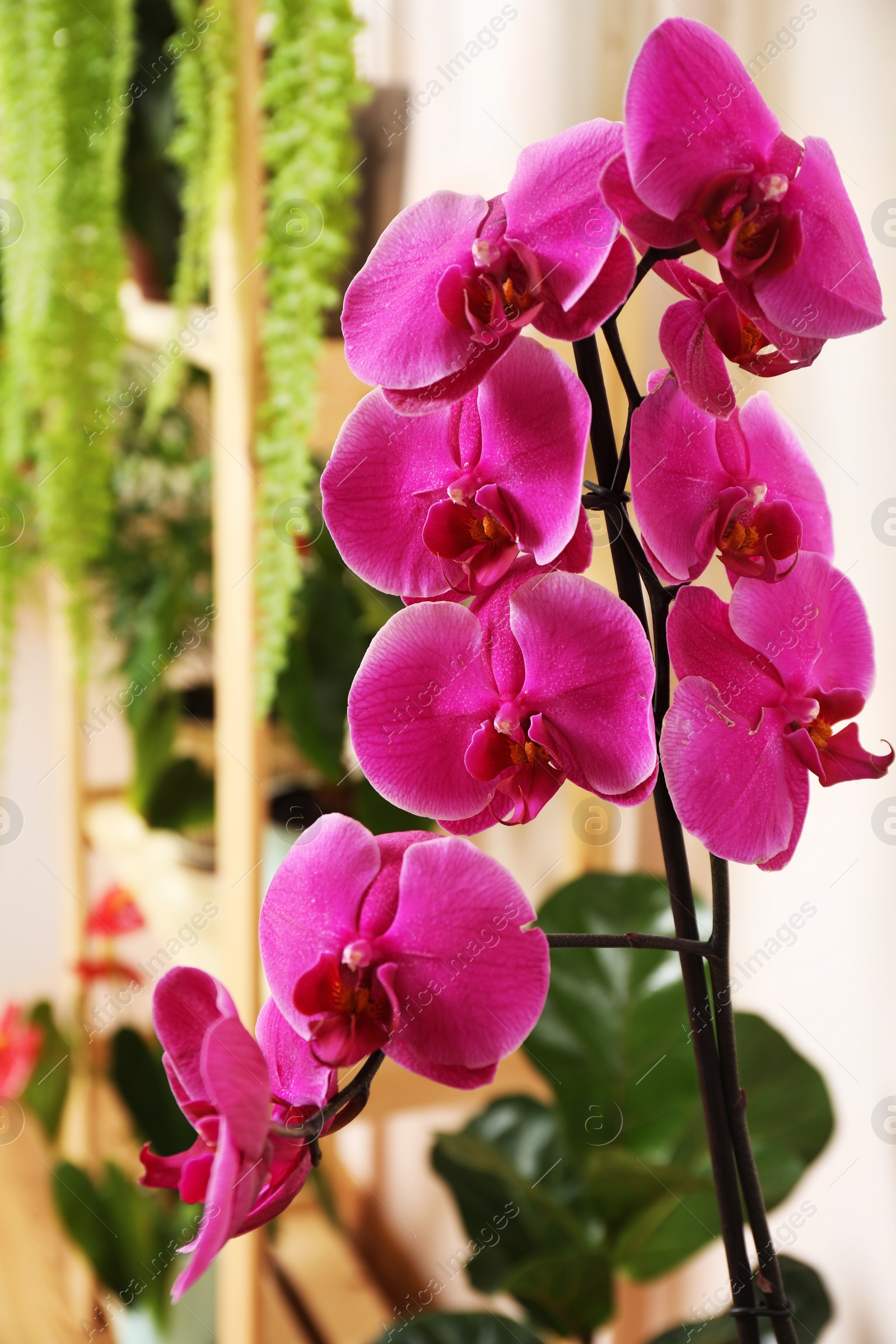 Photo of Beautiful pink orchid flower indoors, closeup. House decor