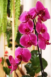 Photo of Beautiful pink orchid flower indoors, closeup. House decor
