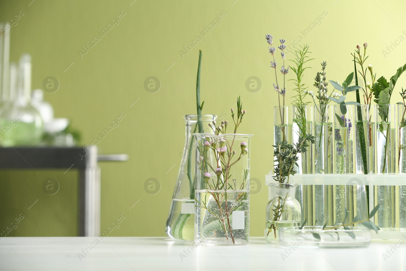 Photo of Ingredients for herbal cosmetic products in laboratory, space for text