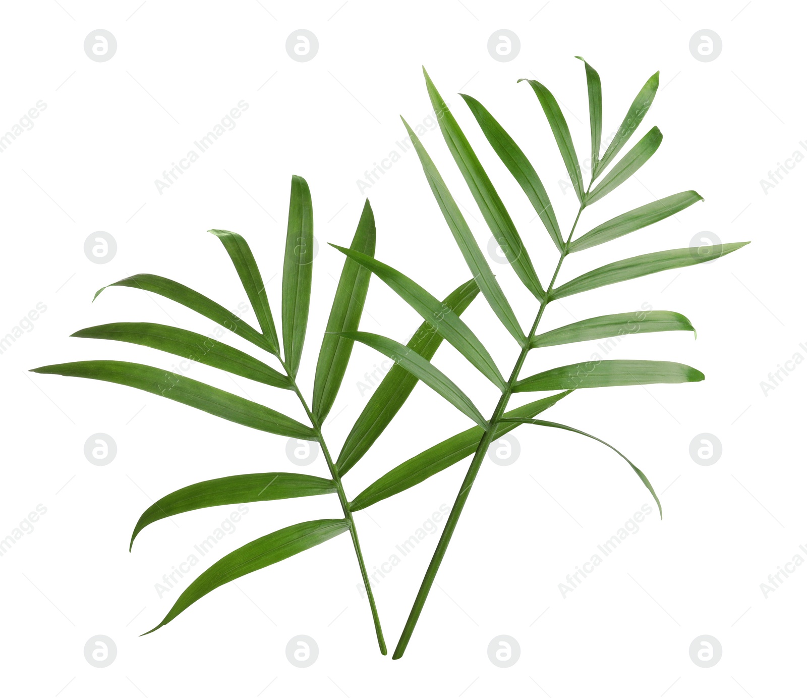 Photo of Beautiful green coconut leaves on white background