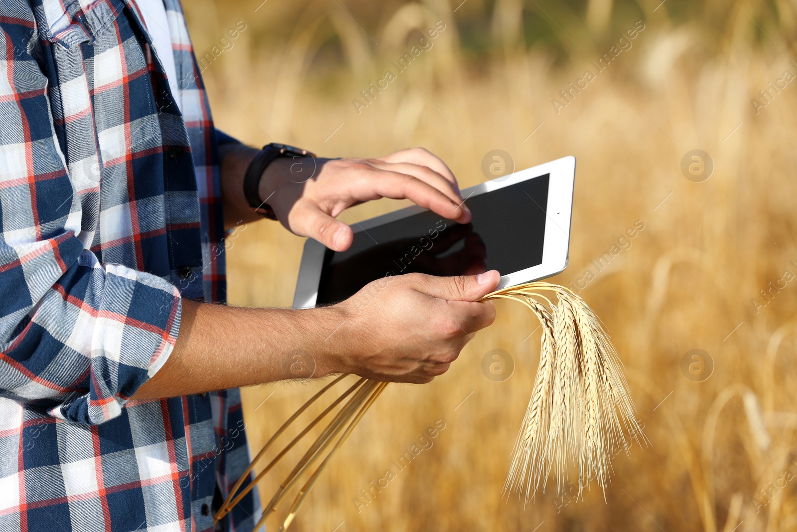 Photo of Agronomist with tablet in wheat field. Cereal grain crop