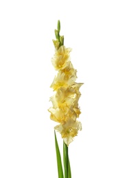 Photo of Beautiful gladiolus flowers on white background