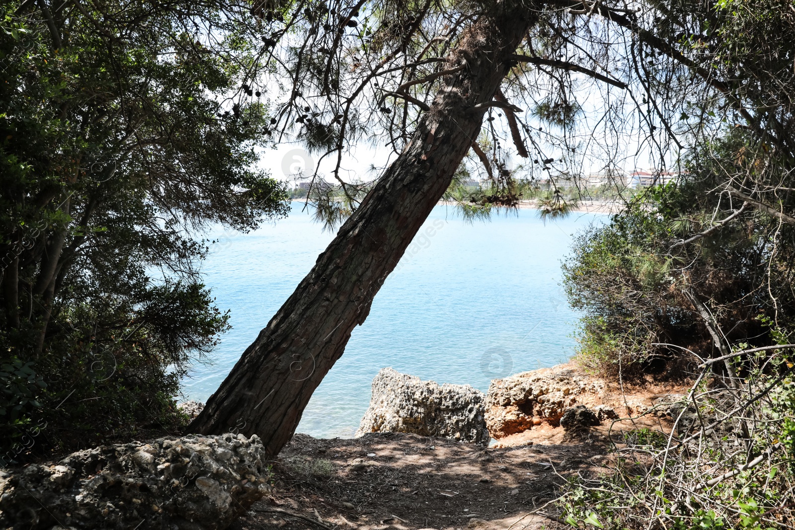 Photo of Beautiful view of forest near sea on sunny summer day