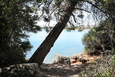 Photo of Beautiful view of forest near sea on sunny summer day