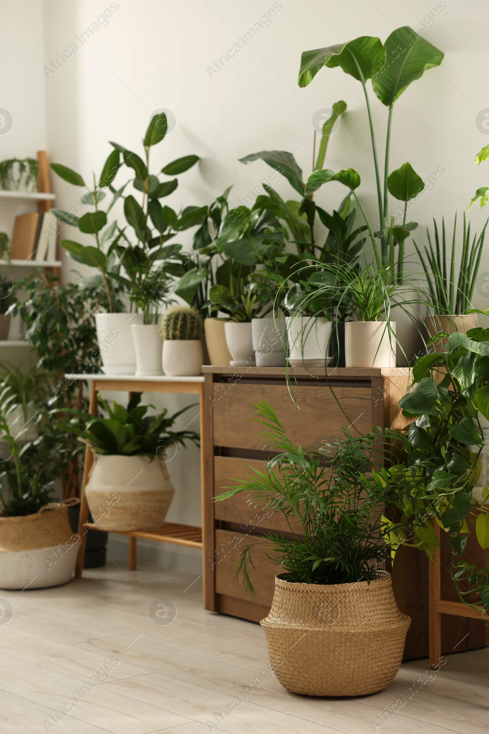 Photo of Many different potted houseplants near white wall indoors