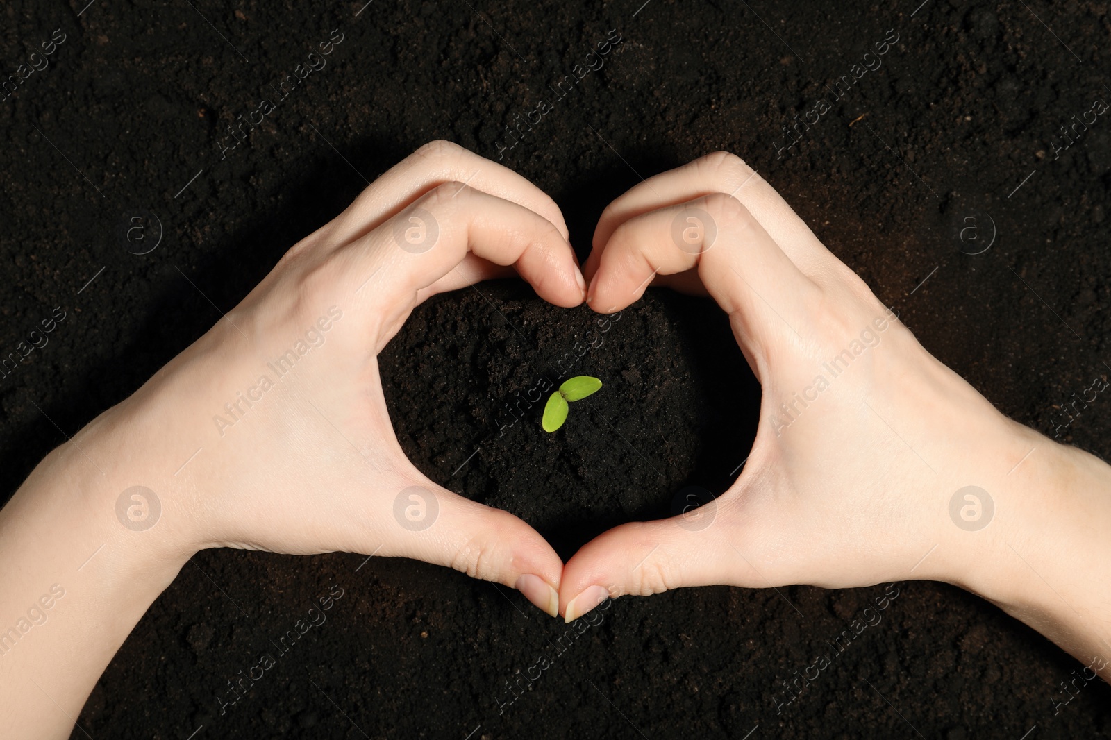 Photo of Woman making heart with hands near green seedling on soil, top view