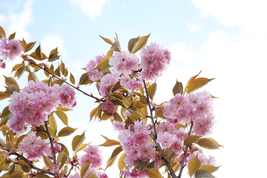 Blossoming pink sakura tree outdoors on spring day, closeup