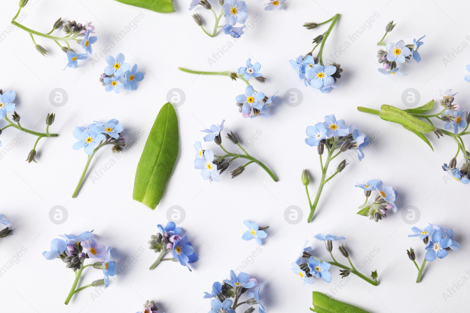 Photo of Beautiful forget-me-not flowers on white background, flat lay