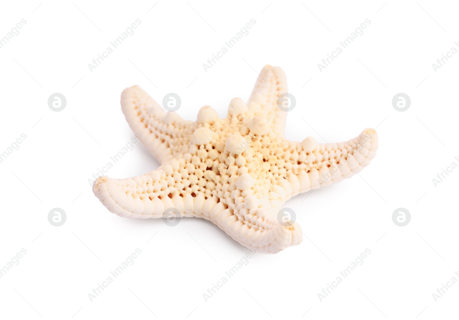 Photo of Beautiful sea star (starfish) isolated on white