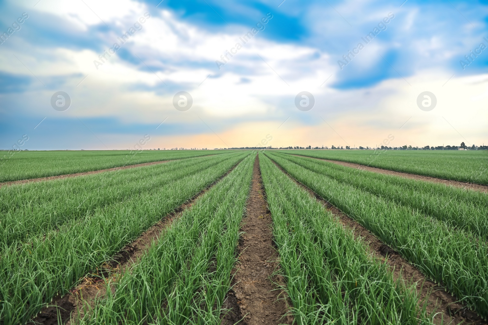 Photo of Rows of green onion in agricultural field