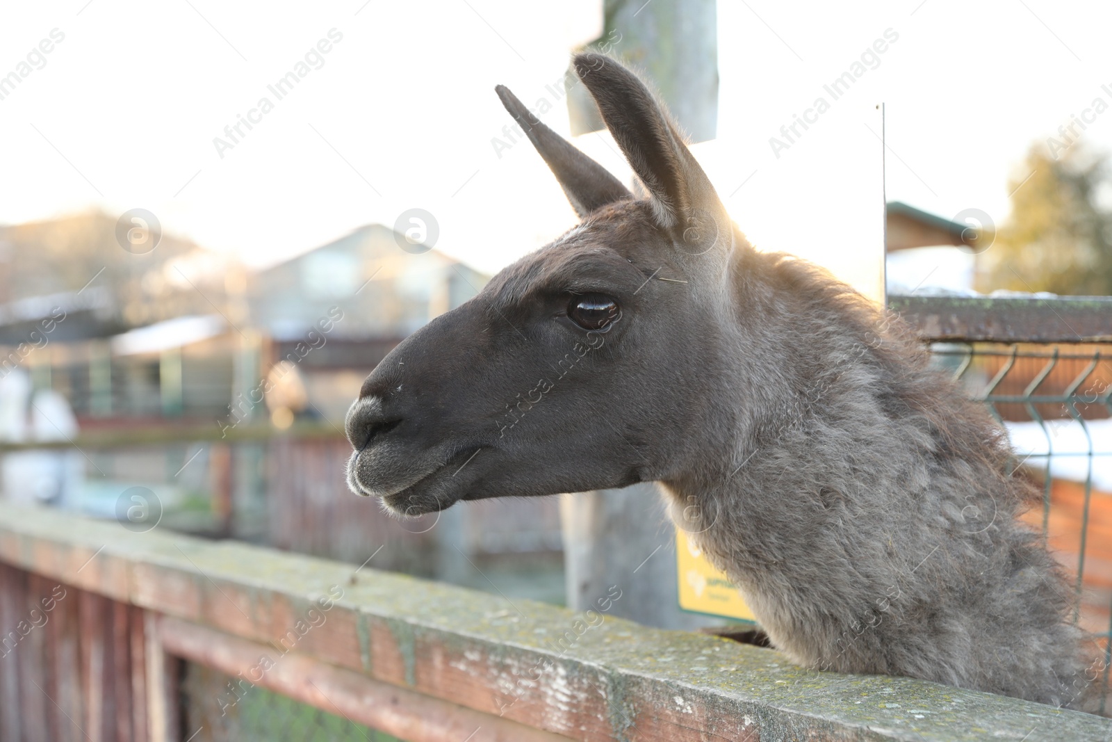 Photo of Cute llamas in paddock at zoo on sunny day