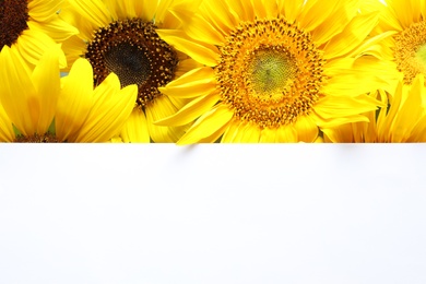 Photo of Beautiful bright sunflowers and card as color background