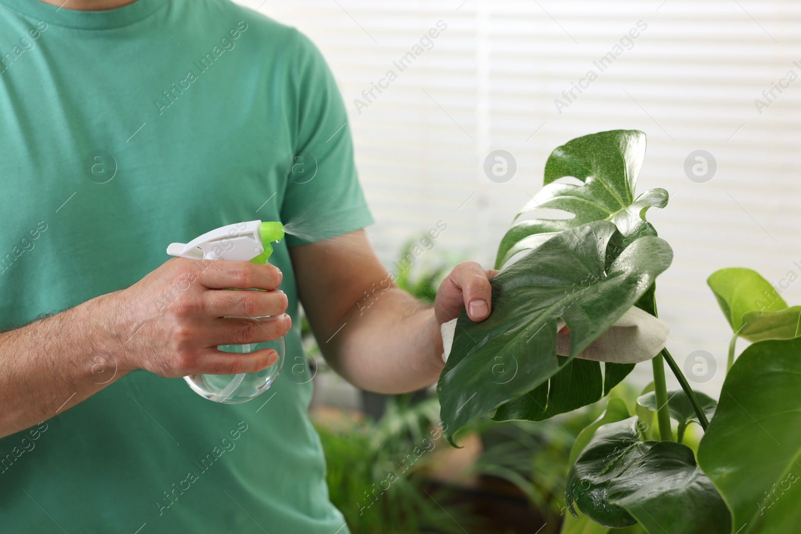 Photo of Man spraying beautiful potted houseplants with water indoors, closeup