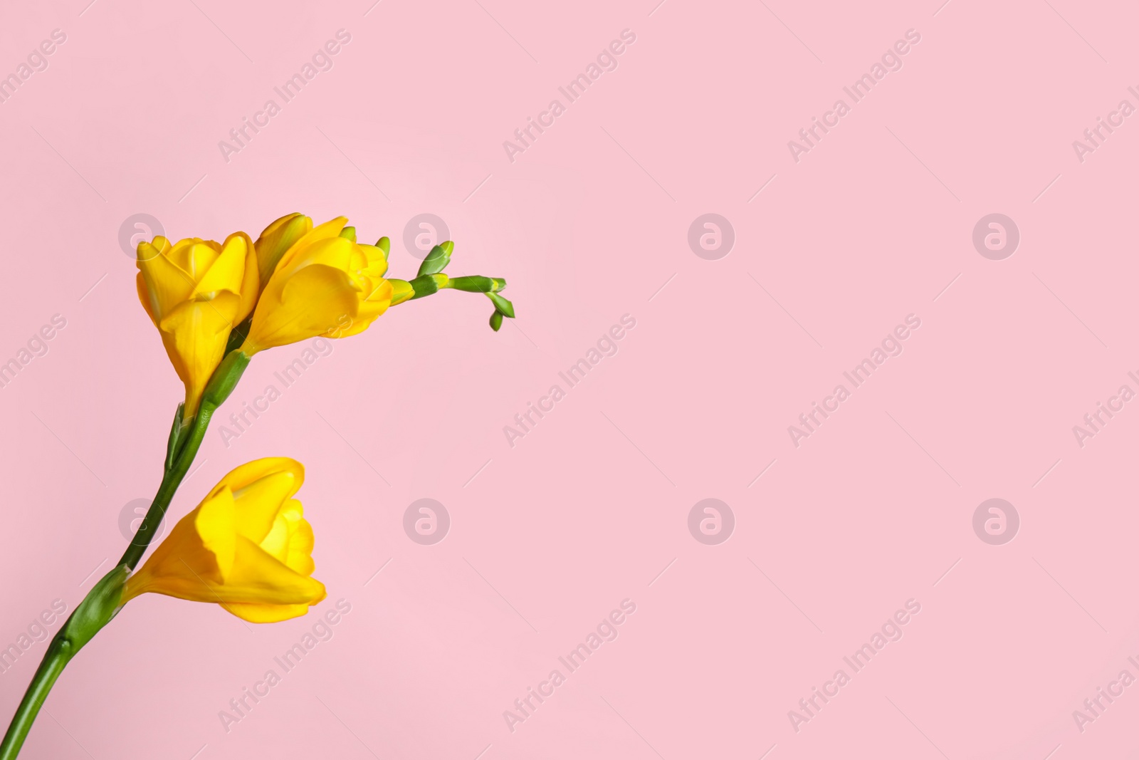 Photo of Beautiful yellow freesia flower on pink background. Space for text