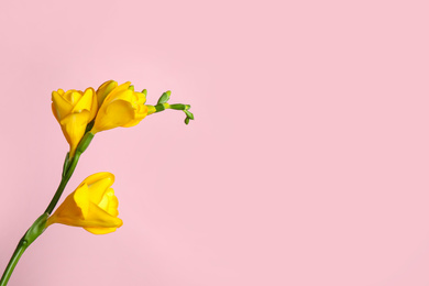 Beautiful yellow freesia flower on pink background. Space for text