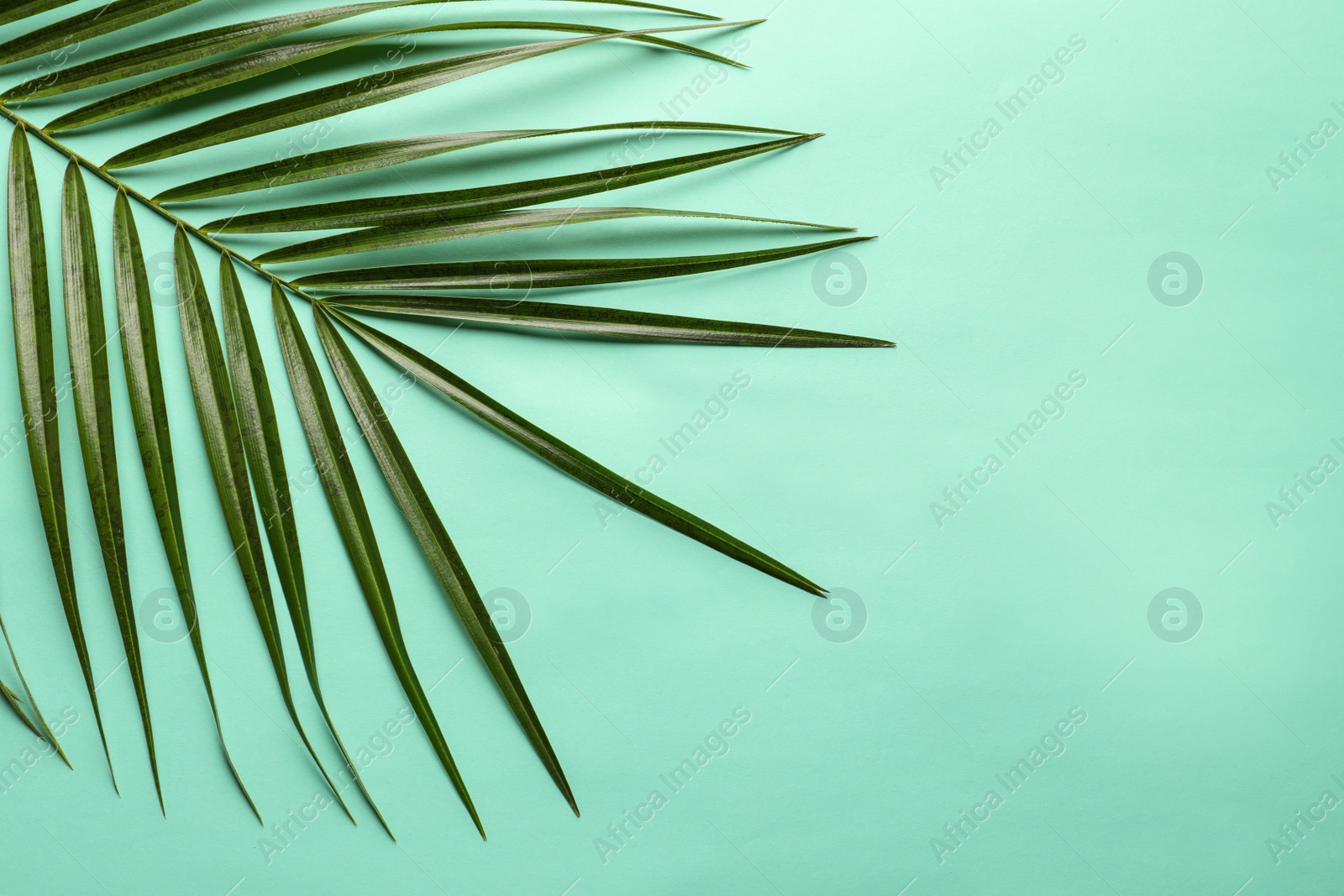 Photo of Beautiful tropical Sago palm leaf on color background, top view