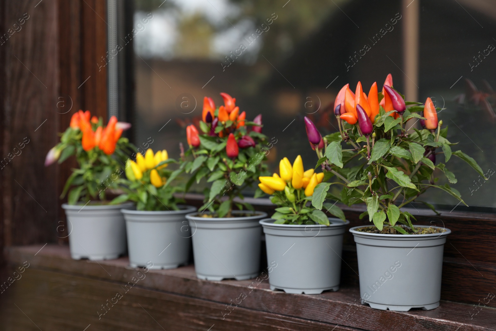 Photo of Capsicum Annuum plants. Many potted rainbow multicolor and yellow chili peppers near window outdoors