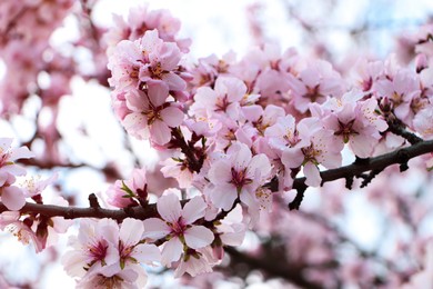 Photo of Delicate spring pink cherry blossoms on tree outdoors, closeup