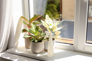 Exotic houseplants with beautiful leaves and sprayer on window sill at home. Space for text