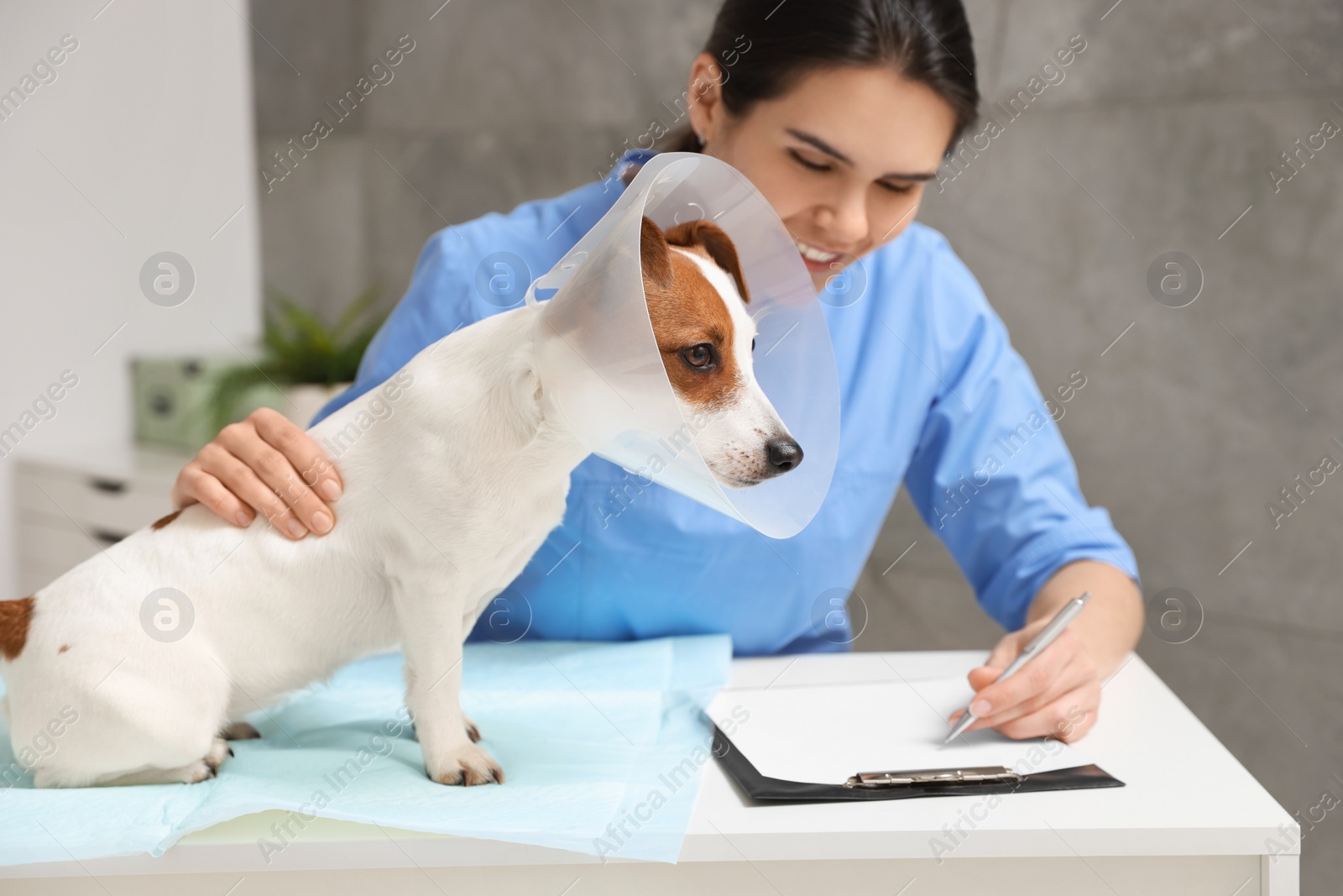 Photo of Veterinarian and cute Jack Russell Terrier dog wearing medical plastic collar in clinic