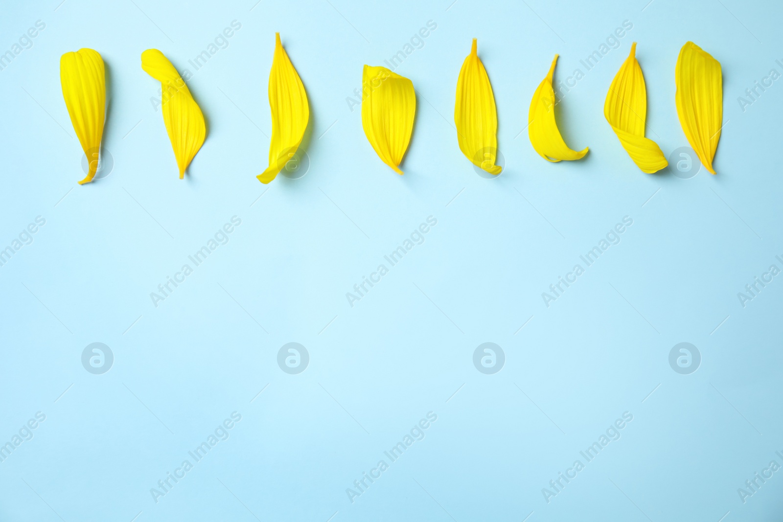 Photo of Fresh yellow sunflower petals on light blue background, flat lay. Space for text