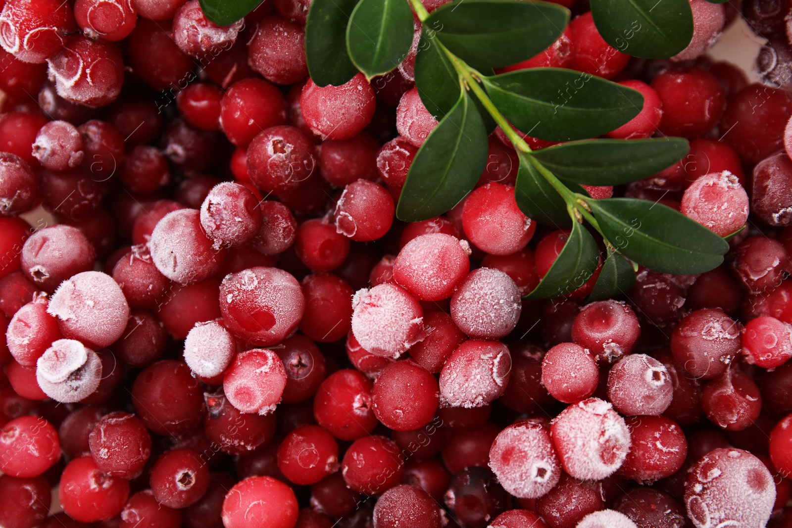 Photo of Frozen red cranberries and green leaves as background, top view