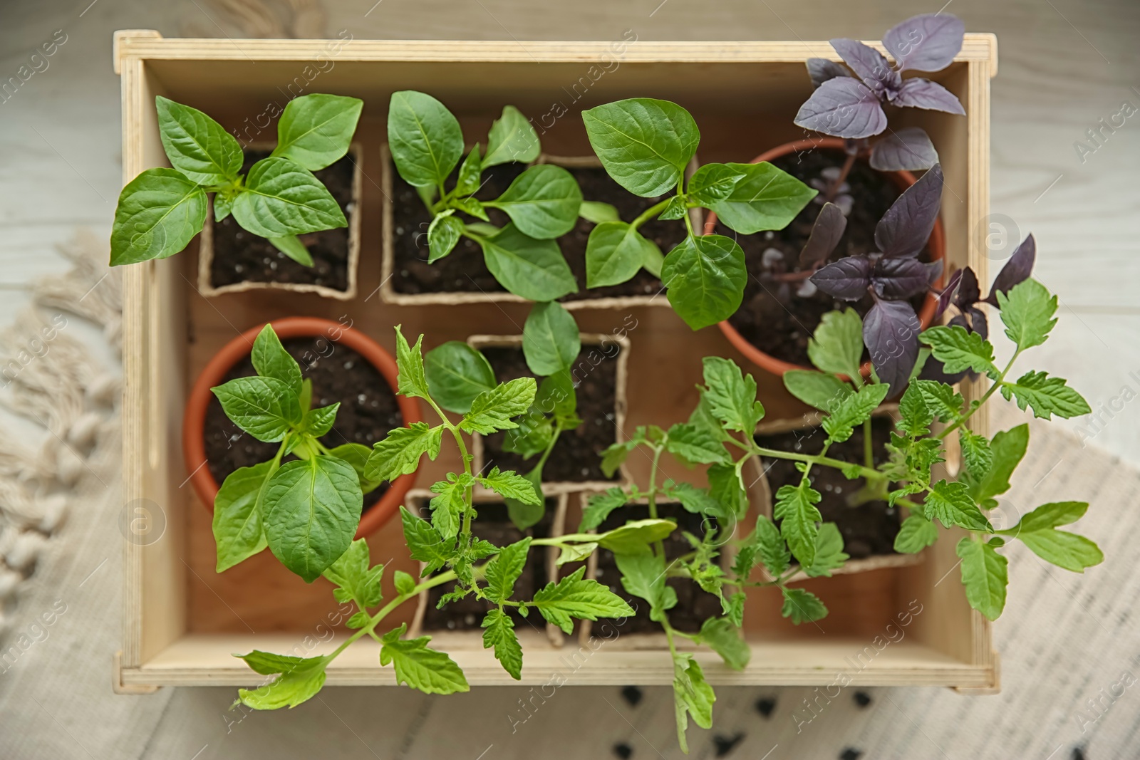 Photo of Wooden crate with young seedlings on floor, top view
