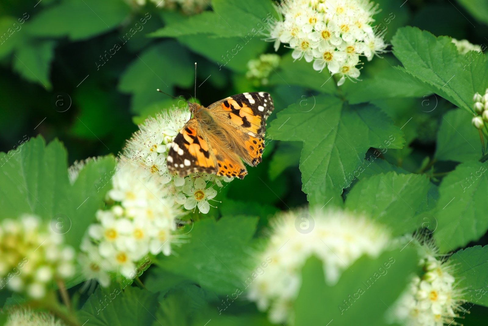 Photo of Bright butterfly on tropical plant with beautiful flowers and leaves