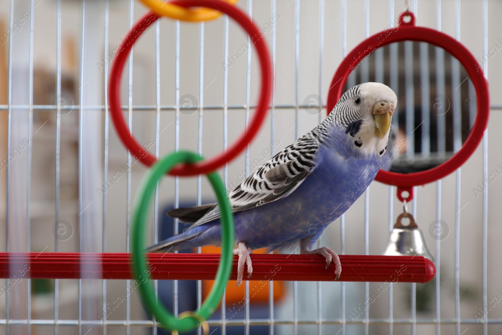 Photo of Beautiful light blue parrot in cage indoors. Cute pet