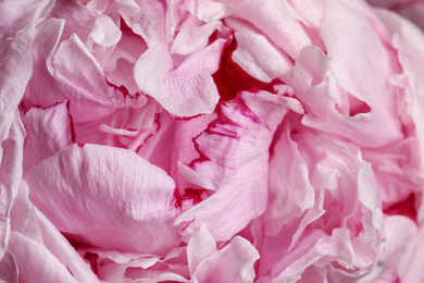 Photo of Closeup view of beautiful blooming peony as background. Floral decor