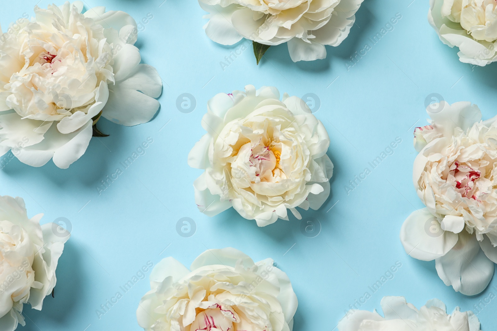 Photo of Beautiful peonies on color background, flat lay