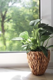 Photo of Beautiful houseplant with green leaves in pot on white window sill indoors