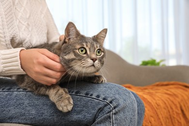 Photo of Woman with grey tabby cat on sofa at home, closeup. Cute pet