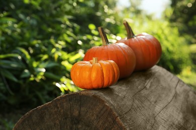 Many orange pumpkins on log in garden