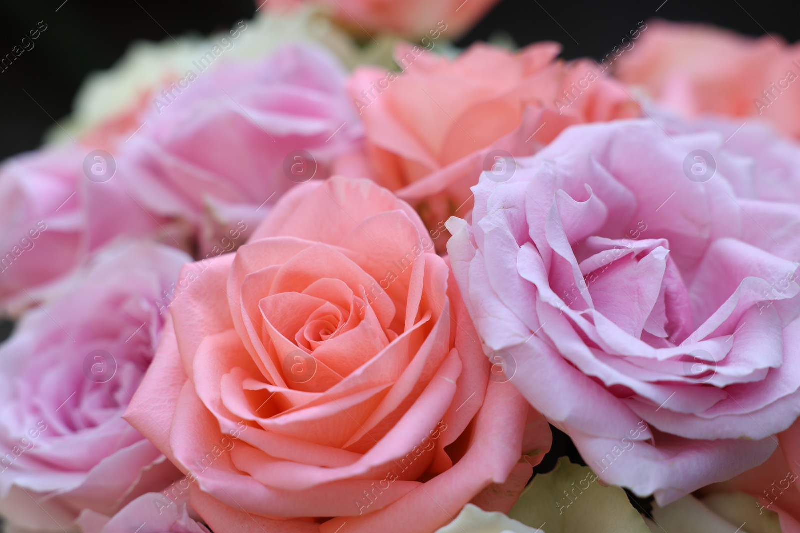 Photo of Beautiful bouquet of aromatic roses on dark background, closeup