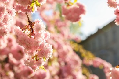 Photo of Beautiful blossoming sakura tree with pink flowers outdoors, space for text. Spring season