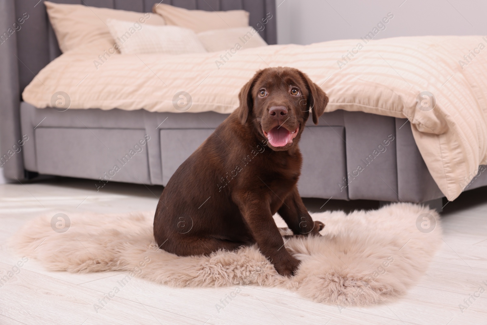 Photo of Cute chocolate Labrador Retriever puppy on fluffy rug in bedroom. Lovely pet