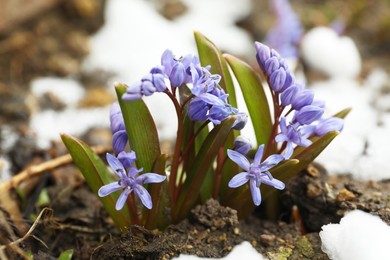 Beautiful lilac alpine squill flowers growing outdoors