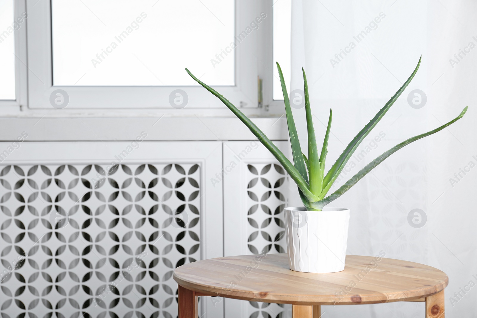 Photo of Potted aloe vera plant on table in room. Space for text