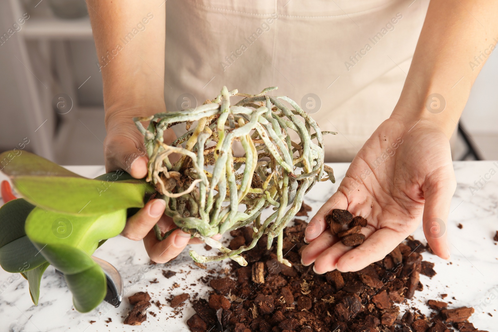 Photo of Woman transplanting orchid plant on table, closeup