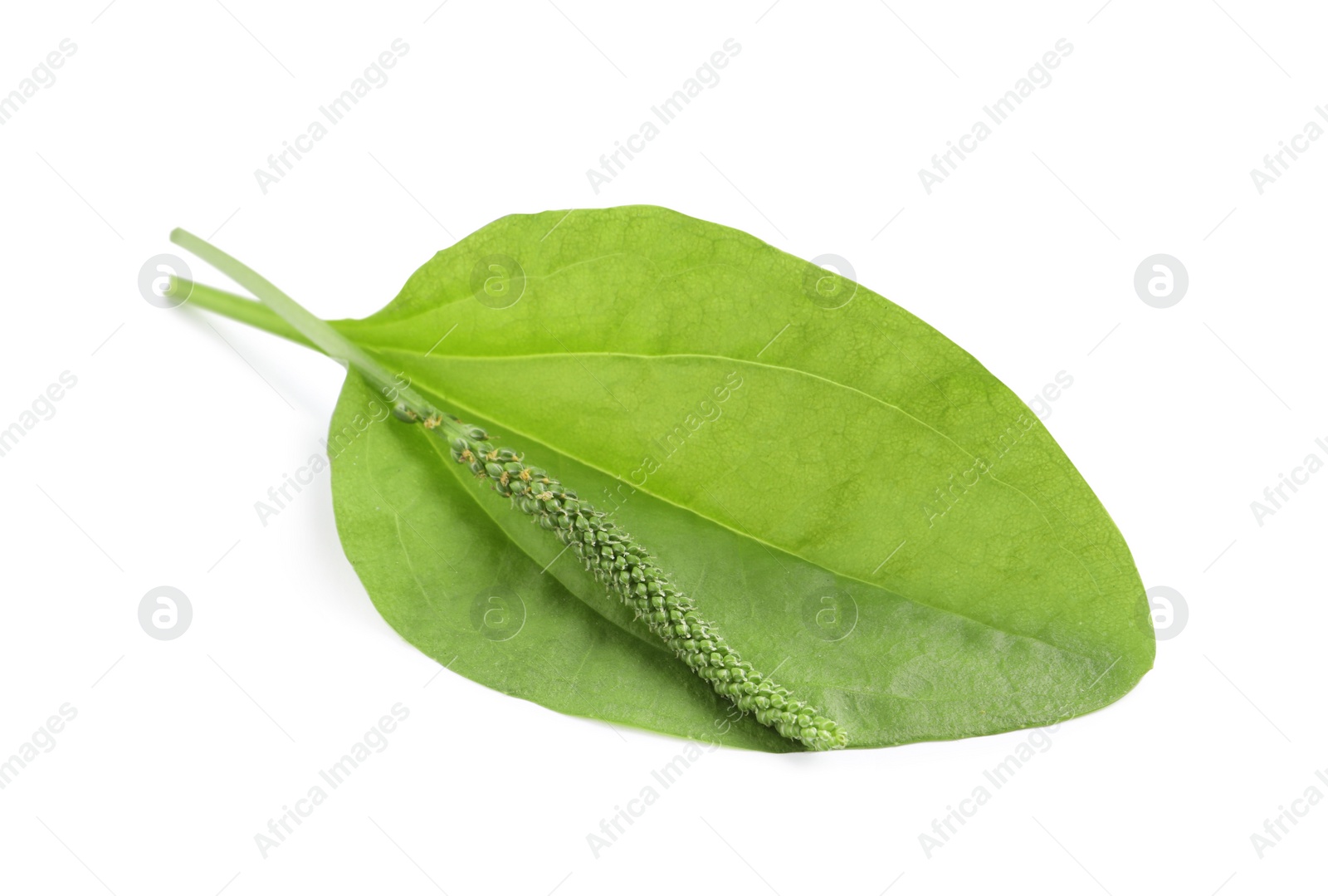 Photo of Green broadleaf plantain leaf and seeds on white background