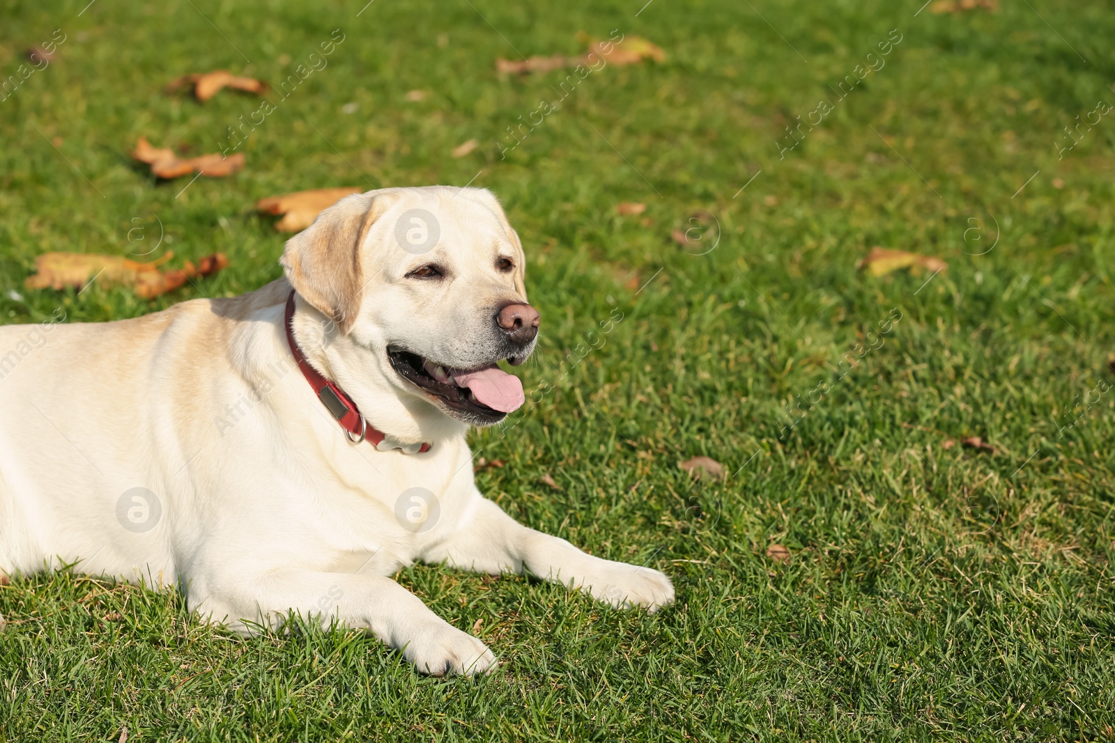 Photo of Yellow Labrador lying on green grass outdoors. Space for text