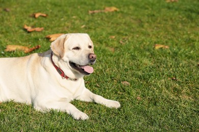 Yellow Labrador lying on green grass outdoors. Space for text