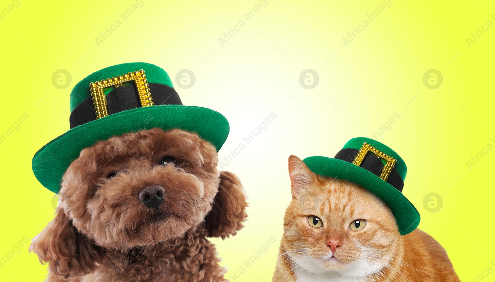 Image of St. Patrick's day celebration. Cute dog and cat in leprechaun hats on yellow background. Banner design