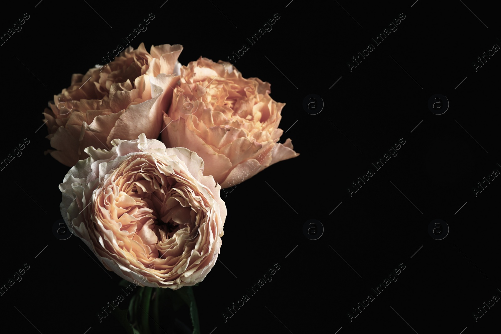 Photo of Beautiful roses on black background, space for text. Floral card design with dark vintage effect